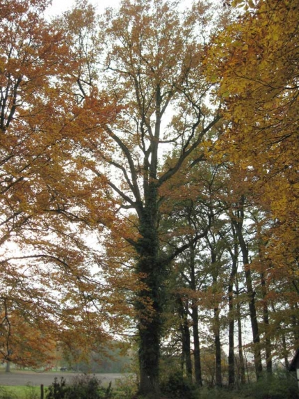 Bild 1 von Eiche am Braukenhof